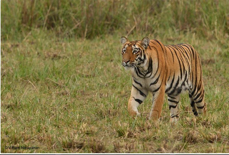 Wild Haven Masinagudi Ngoại thất bức ảnh